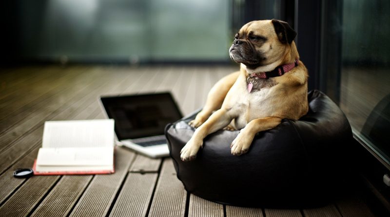 emprender en negocios mascotas 2022