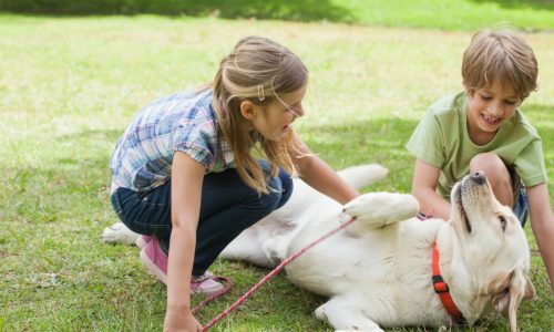 Full length of kids playing with pet dog at park